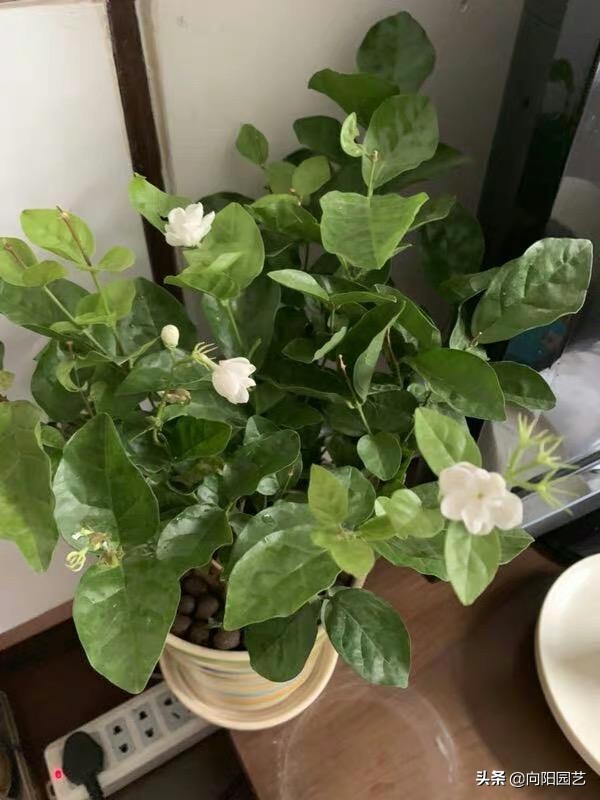 Jasmine leaves turn yellow, according to different conditions, prescribe the right medicine to