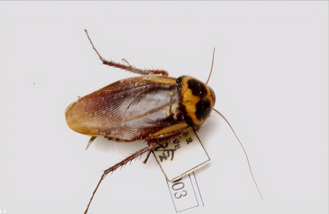 大强虫控 常见蟑螂澳洲大蠊的习性和防治措施 资讯咖