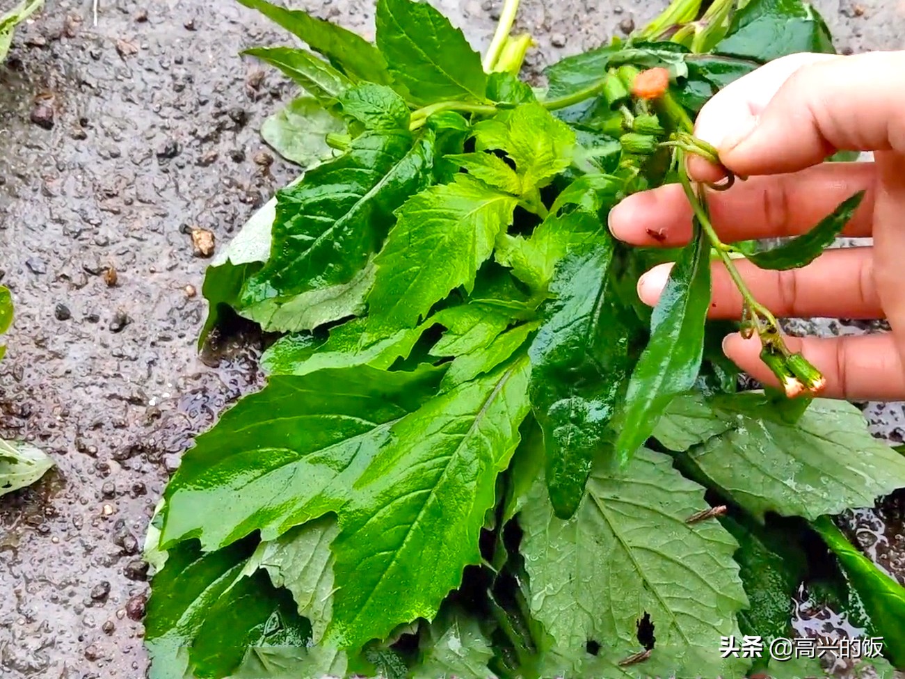 春天上山挖野菜 这13种很常见 现在吃鲜嫩多汁 错过再等一年 资讯咖