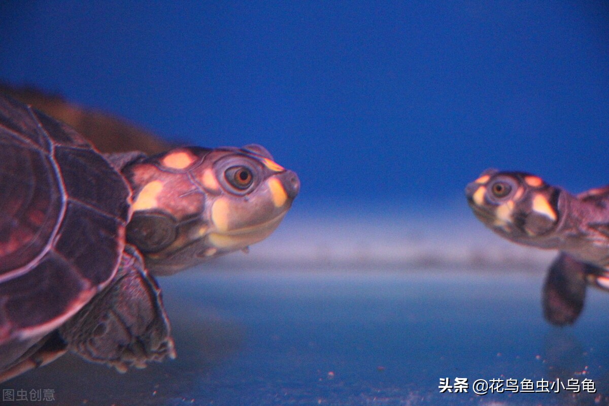 How much water do you put in tortoises?It turns out that there is a lot