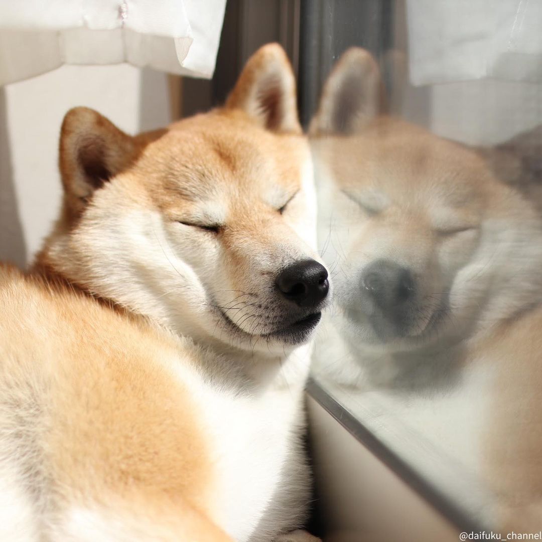 Want to buy a Shiba Inu puppies, how much does it cost to buy the