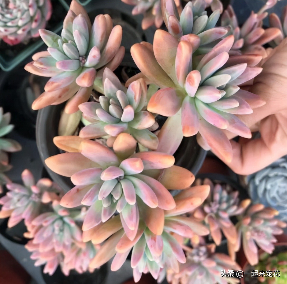 喜欢多肉养盆秋丽 8 9月份长出极致状态 漂亮 糖心 惹人爱 资讯咖