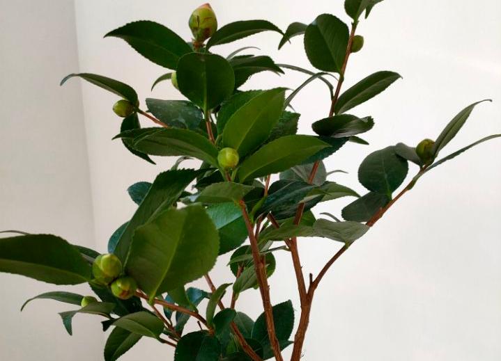 Camellia drops its buds just one week after buying it home?"Slow