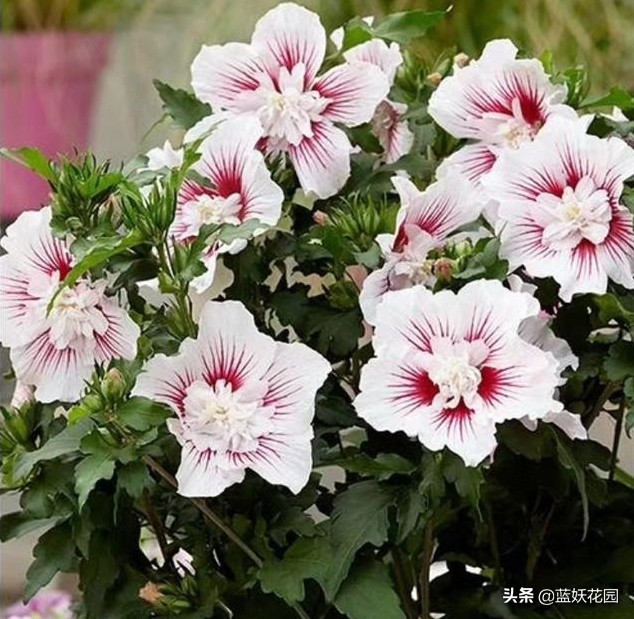 网红木槿花怎么养 做好这5点开花大半年 资讯咖