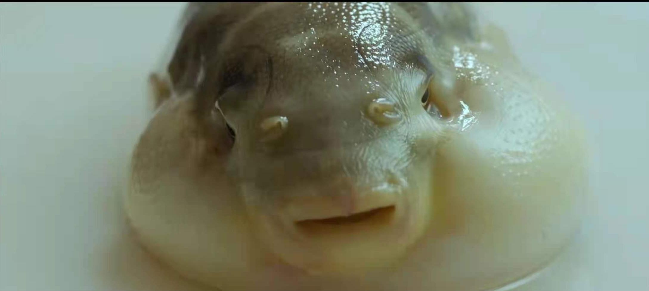 Fall in love with the rapist, puffer fish kills her husband with poison