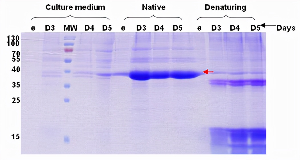 Mammalian cell protein expression system iMedia