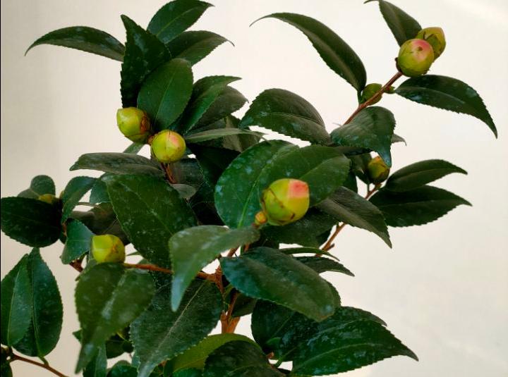 Camellia drops its buds just one week after buying it home?"Slow