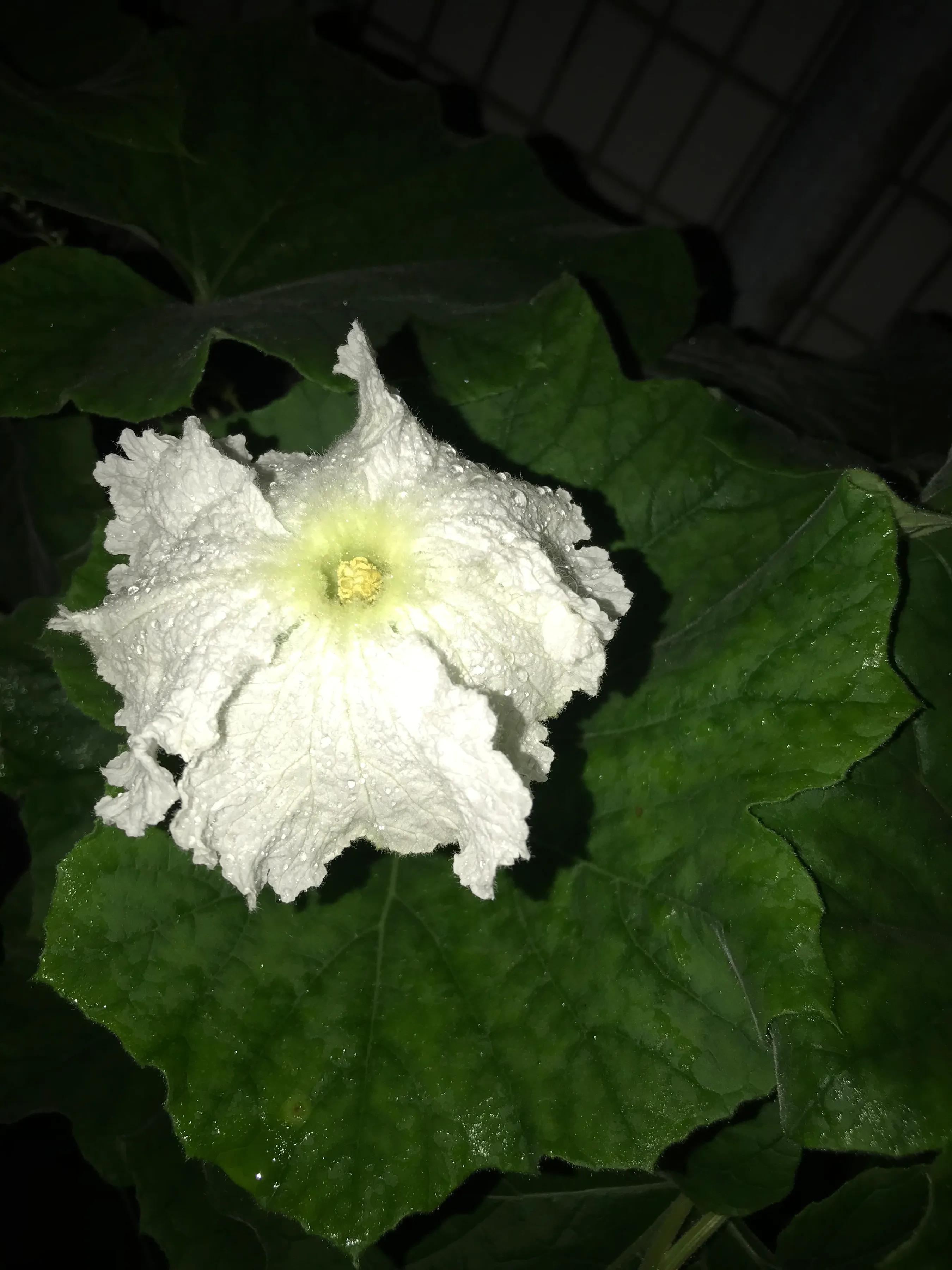 吃过蒲瓜见过蒲瓜花吗 资讯咖