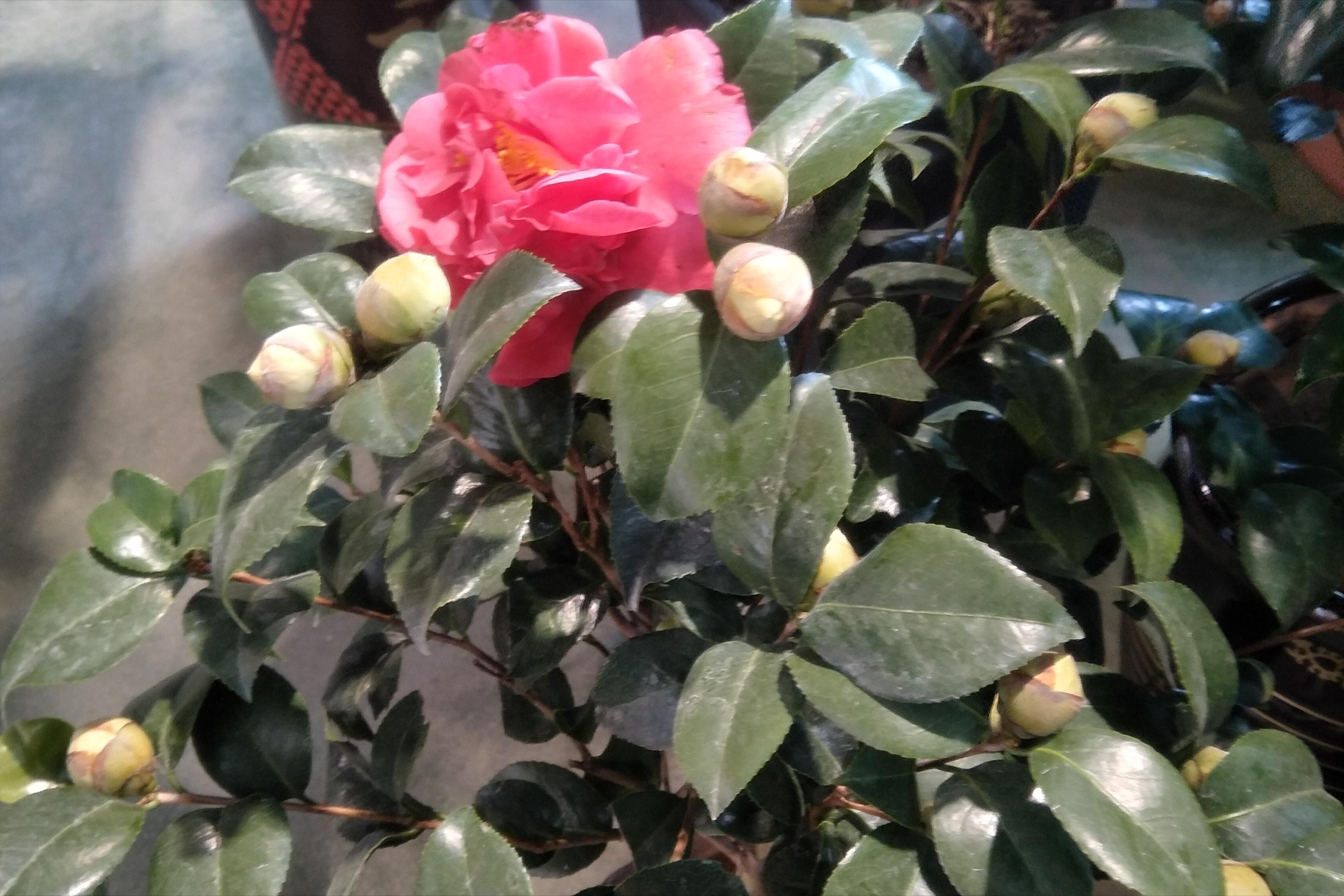 Camellia drops its buds just one week after buying it home?"Slow
