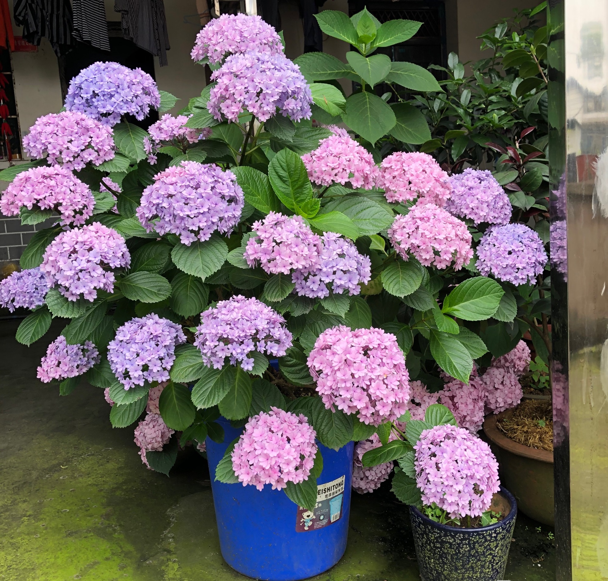 8种耐热绣球花 适合六月养 好养易打理 庭院 阳台都能种 资讯咖