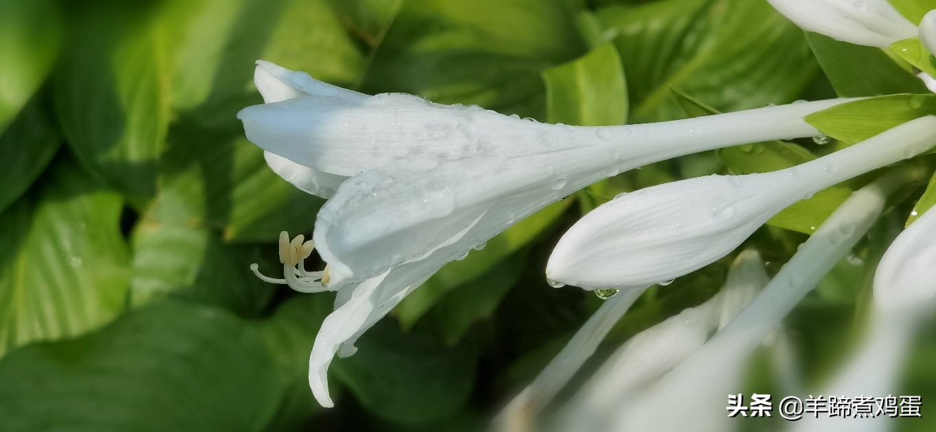 The Sunny And Rainy Days Change Twice And The Flowers Bloom With The Same Beauty The Beautiful Scenery After The Rain That Day And The Heavy Rain In The Evening Inews