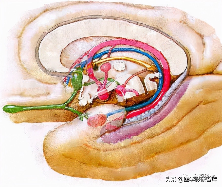 hippocampus anatomy histology