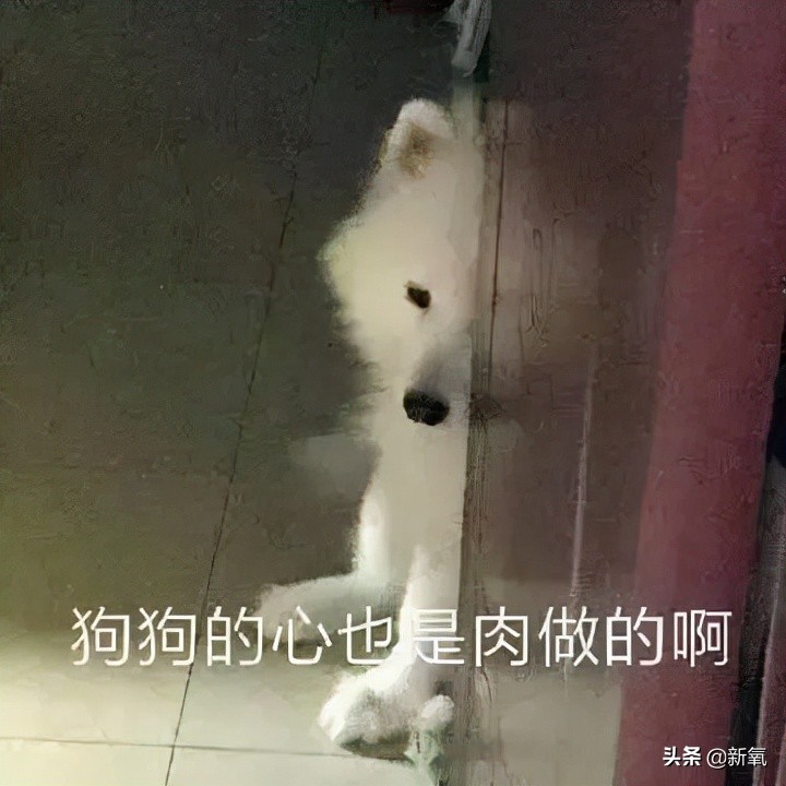 菅田将晖小松菜奈官宣结婚 神图cp变现实夫妇 全网祝福 资讯咖