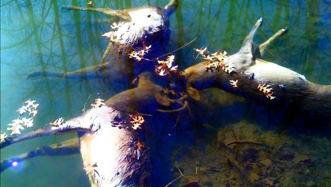 如果动物的角长歪了会怎么样 慢性自杀的利器 有角动物的悲剧 资讯咖