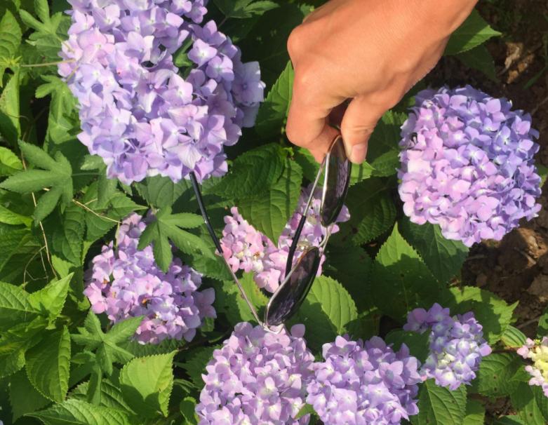How to raise the flowered hydrangea potted plants? iMedia
