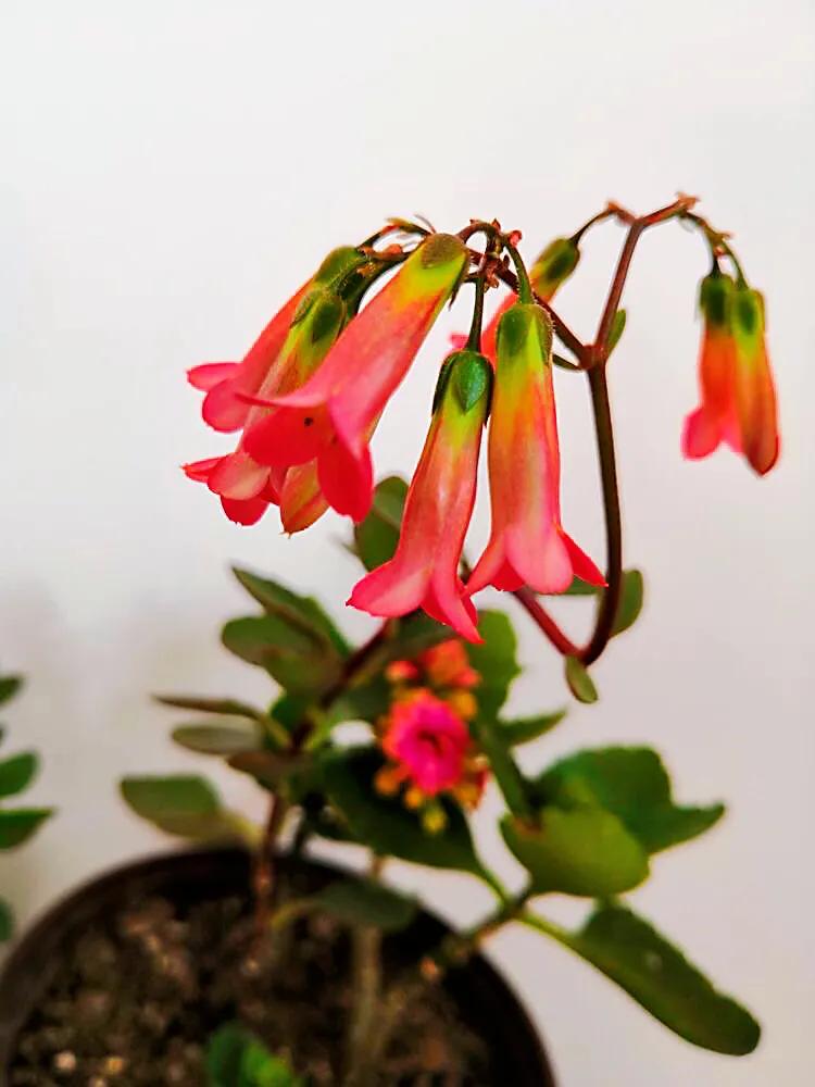 长寿花品种分类介绍 附图 资讯咖 长寿花品种分类介绍 附图 资讯咖