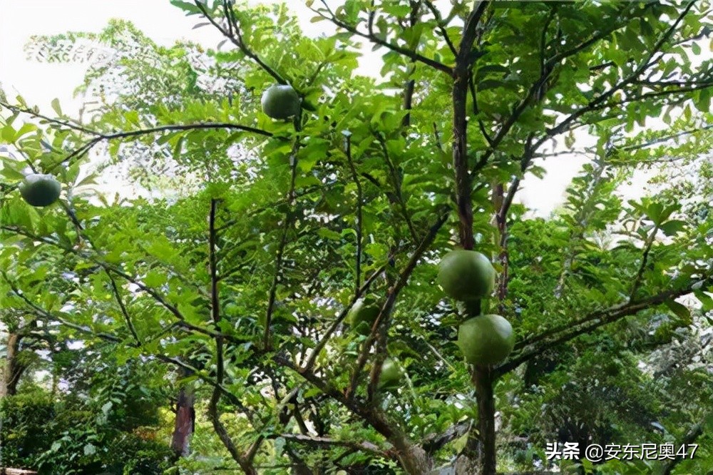 Why is iron watermelon called iron watermelon? iMedia