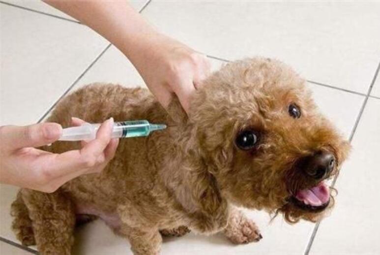 Why Do People With Rabies Die When They Hear The Sound Of Water It s 
