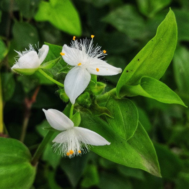 园林植物鉴赏记15 白花紫露草 Mp头条