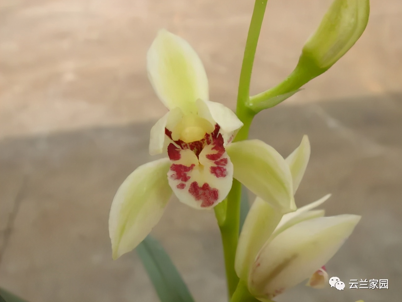 詳解春蘭 蕙蘭 建蘭 寒蘭 墨蘭 春劍 蓮瓣蘭的鑑別 資訊咖