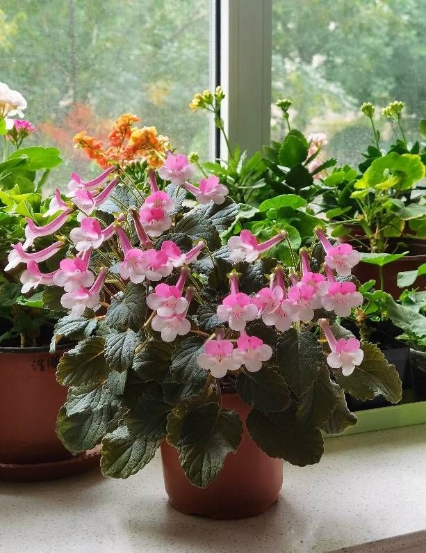 室内养花 养棵 尤利娅 吧 栽培简单 花色美丽 四季有花看 资讯咖