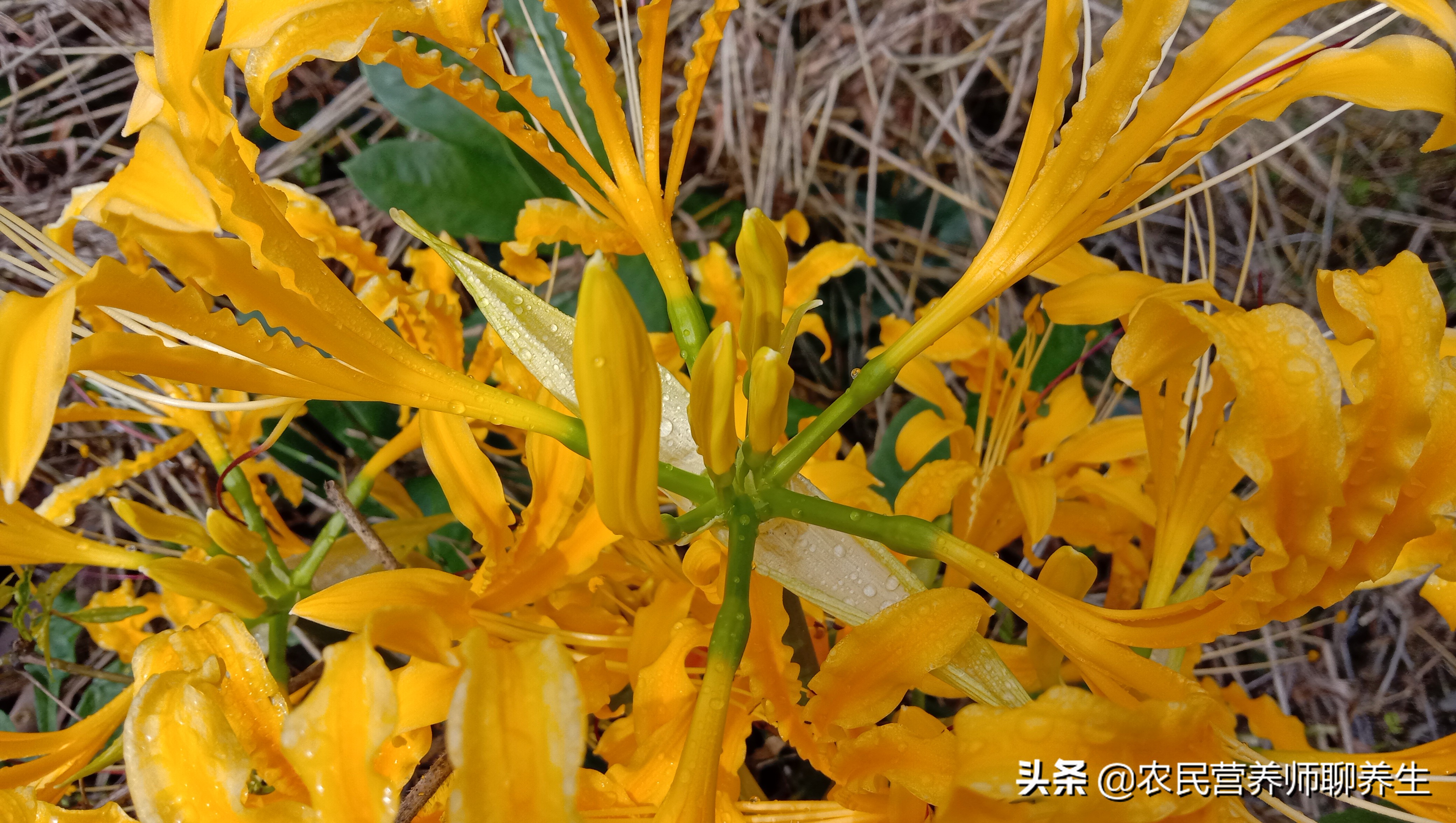 Beautiful flowers are not edible. The stems are as valuable as garlic