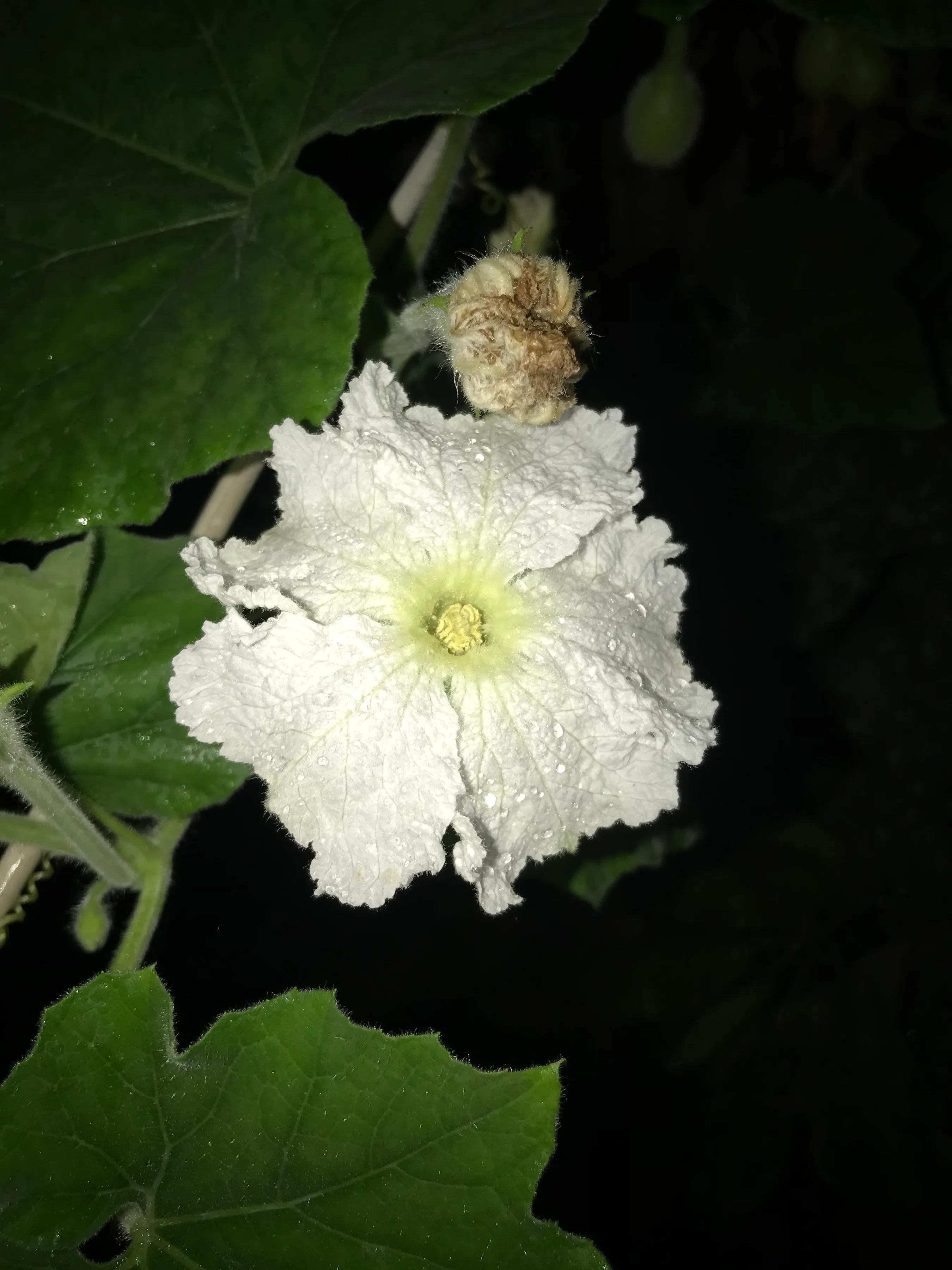 吃过蒲瓜见过蒲瓜花吗 资讯咖