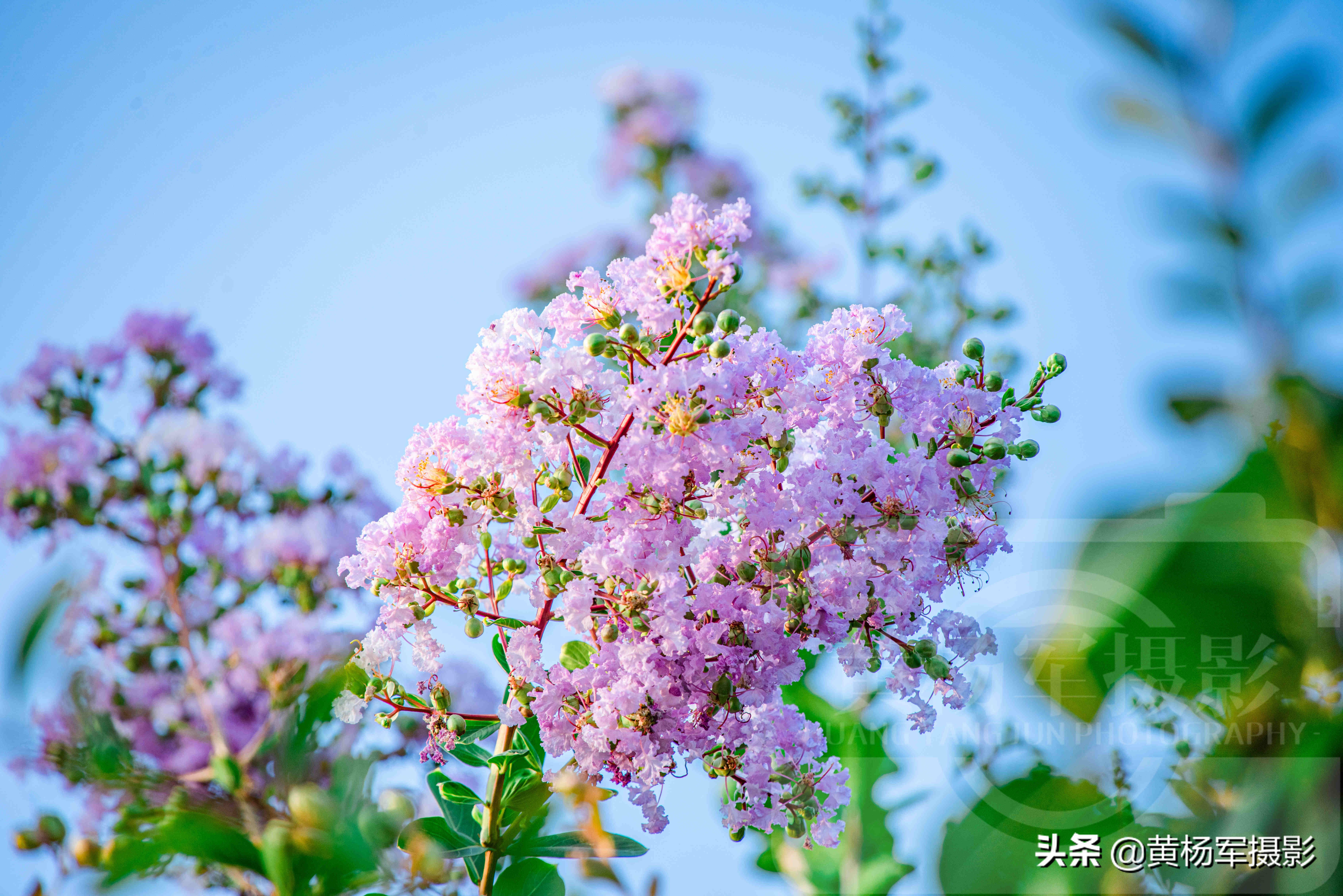 六月美丽绚烂的紫薇花 清新淡雅 蓝色天空下紫粉色的花朵很美 资讯咖