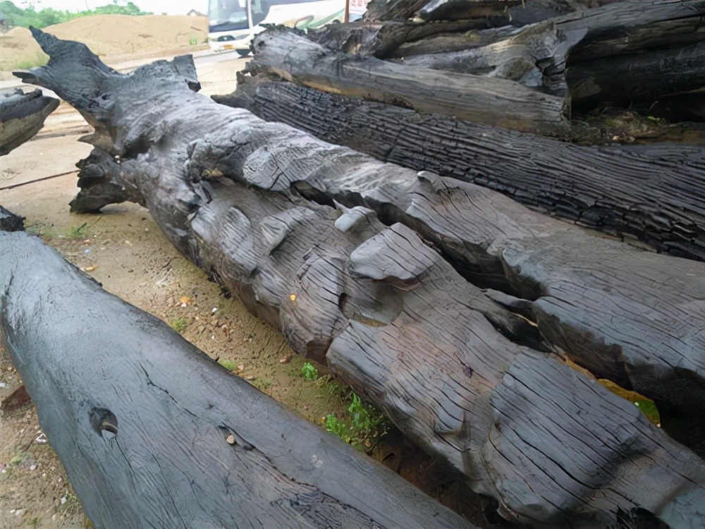 The gloomy wood 3,000 years ago was dug out on the construction site