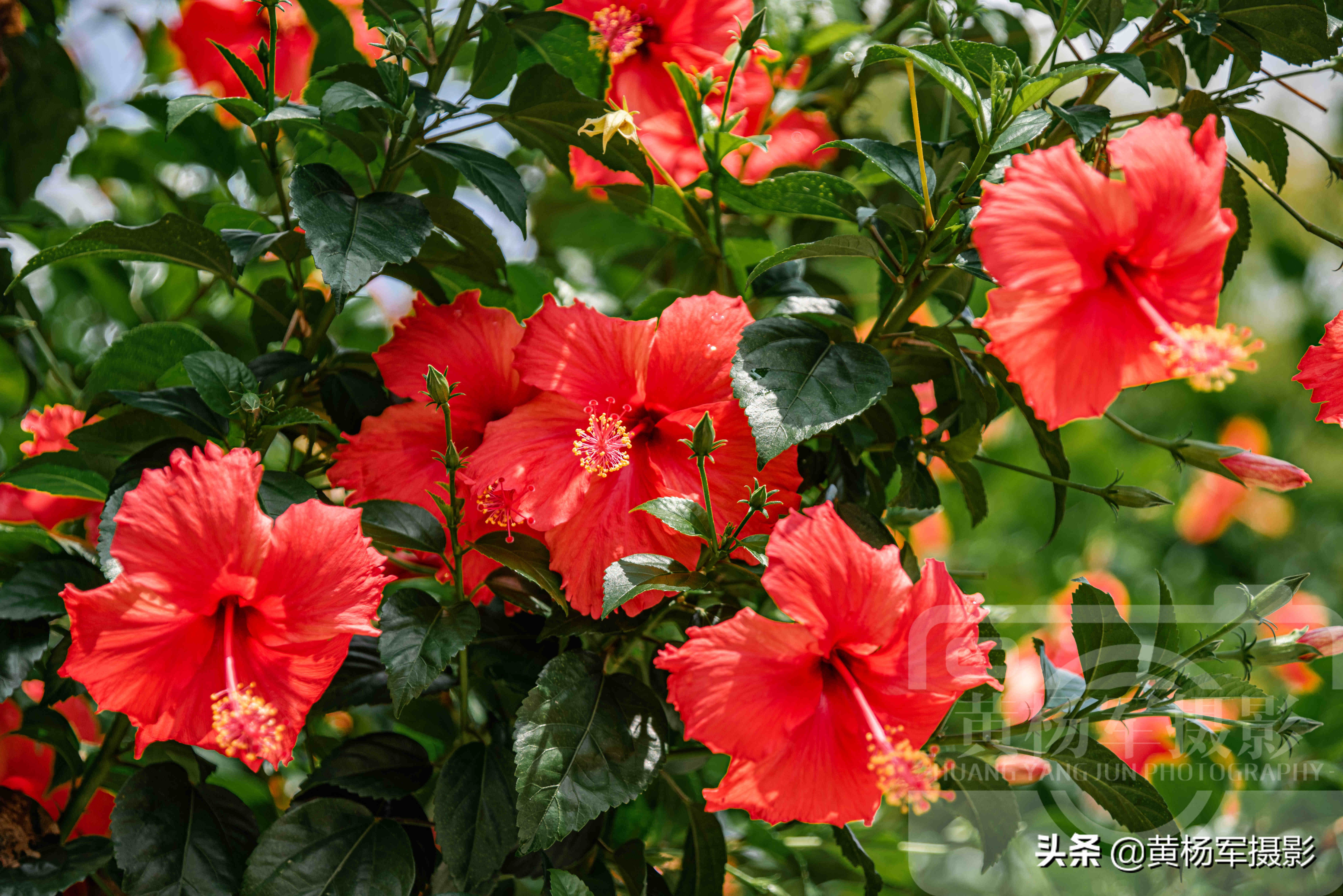 陽光下紅艷盛開的扶桑花 絢爛嬌媚的花朵特迷人 百態多姿非常美 資訊咖