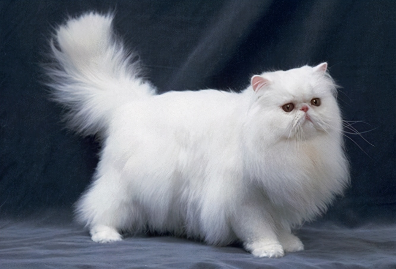 What to do if the Persian cat has soft stools?The solution is here iMedia