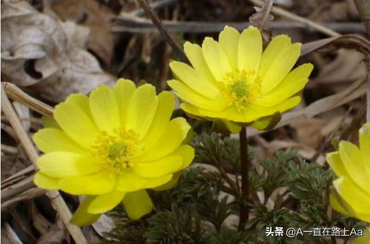 The ten most dangerous flowers in the world, the world's first