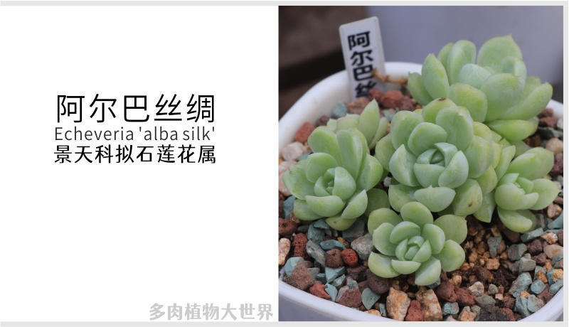 阿尔巴丝绸 景天科拟石莲花属多肉植物 阿尔巴和海琳娜后代 资讯咖