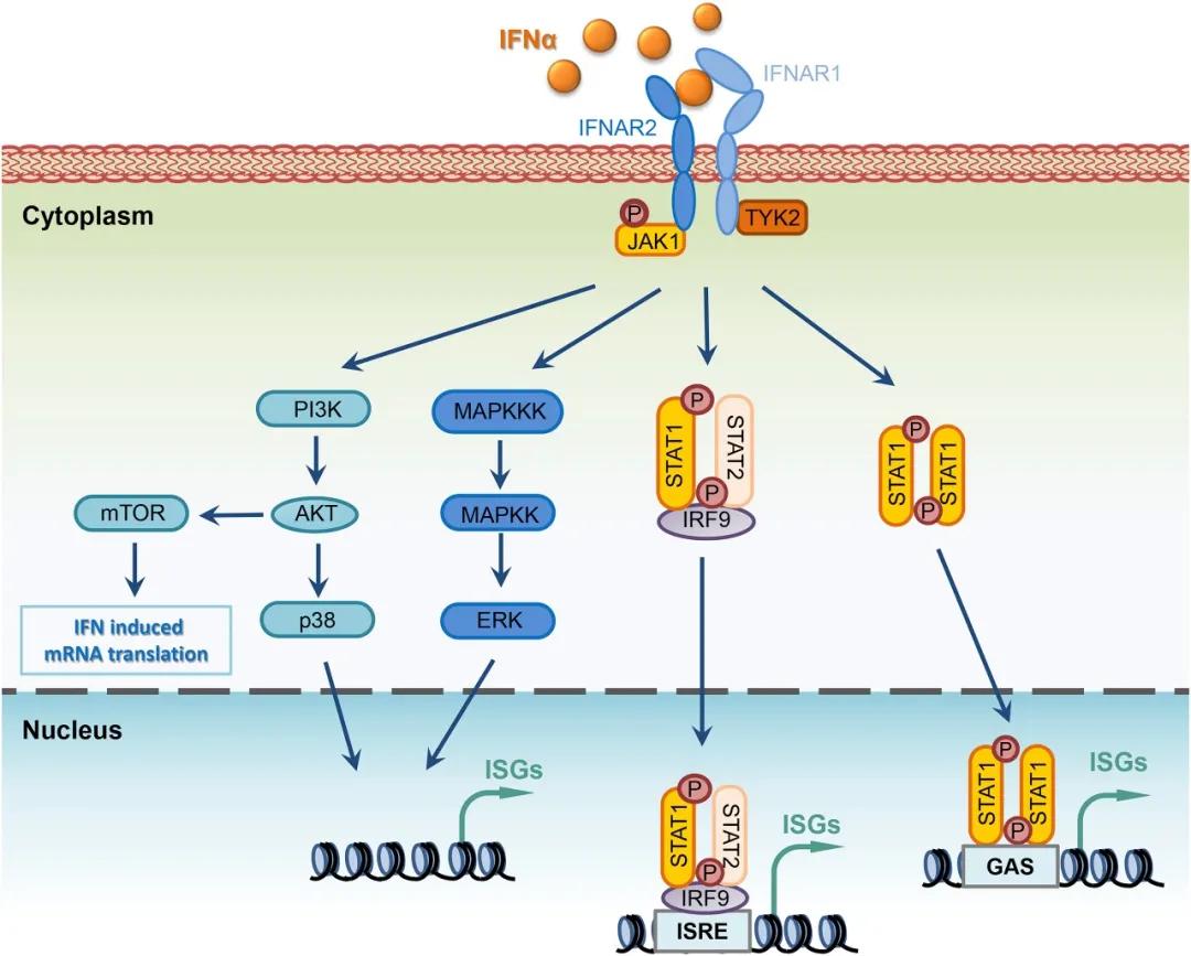 The mRNA vaccine is expected to start a new round of technological ...