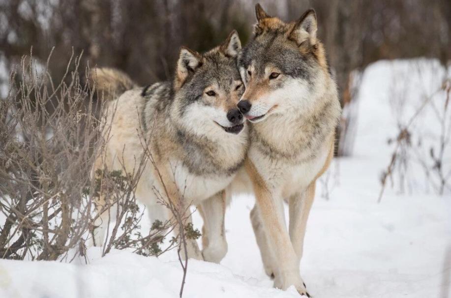 The battle between lynx and wolves: a trick that makes the wolves ...