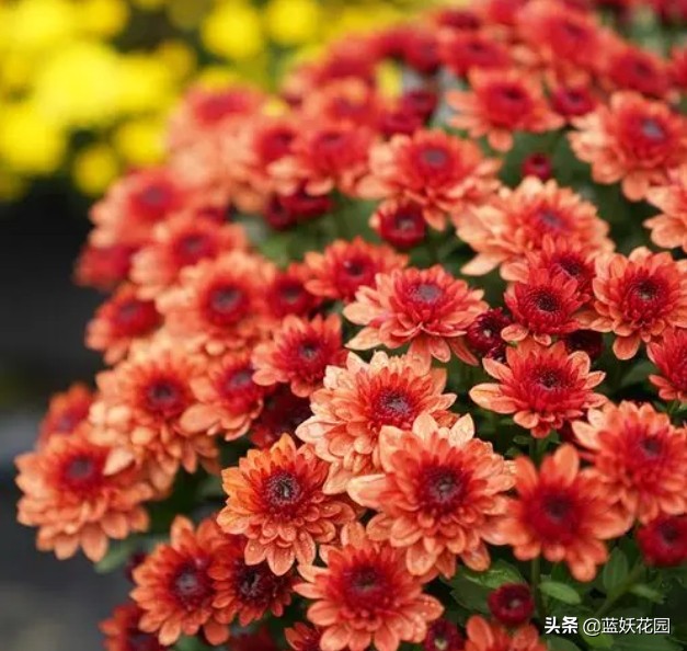Chrysanthemums always grow tall and fall down as soon as they bloom