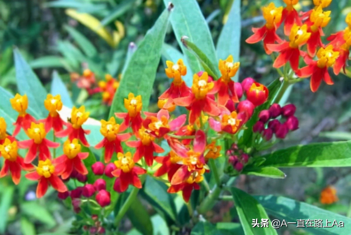 The ten most dangerous flowers in the world, the world's first