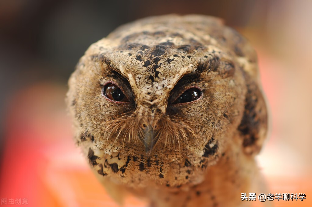 Owl's roar He is vomiting a strange furball and has a "death face