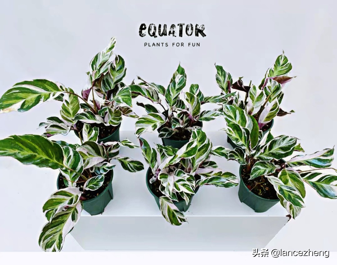 油画竹芋怎么养都焦边 快来看看问题出在哪里 资讯咖