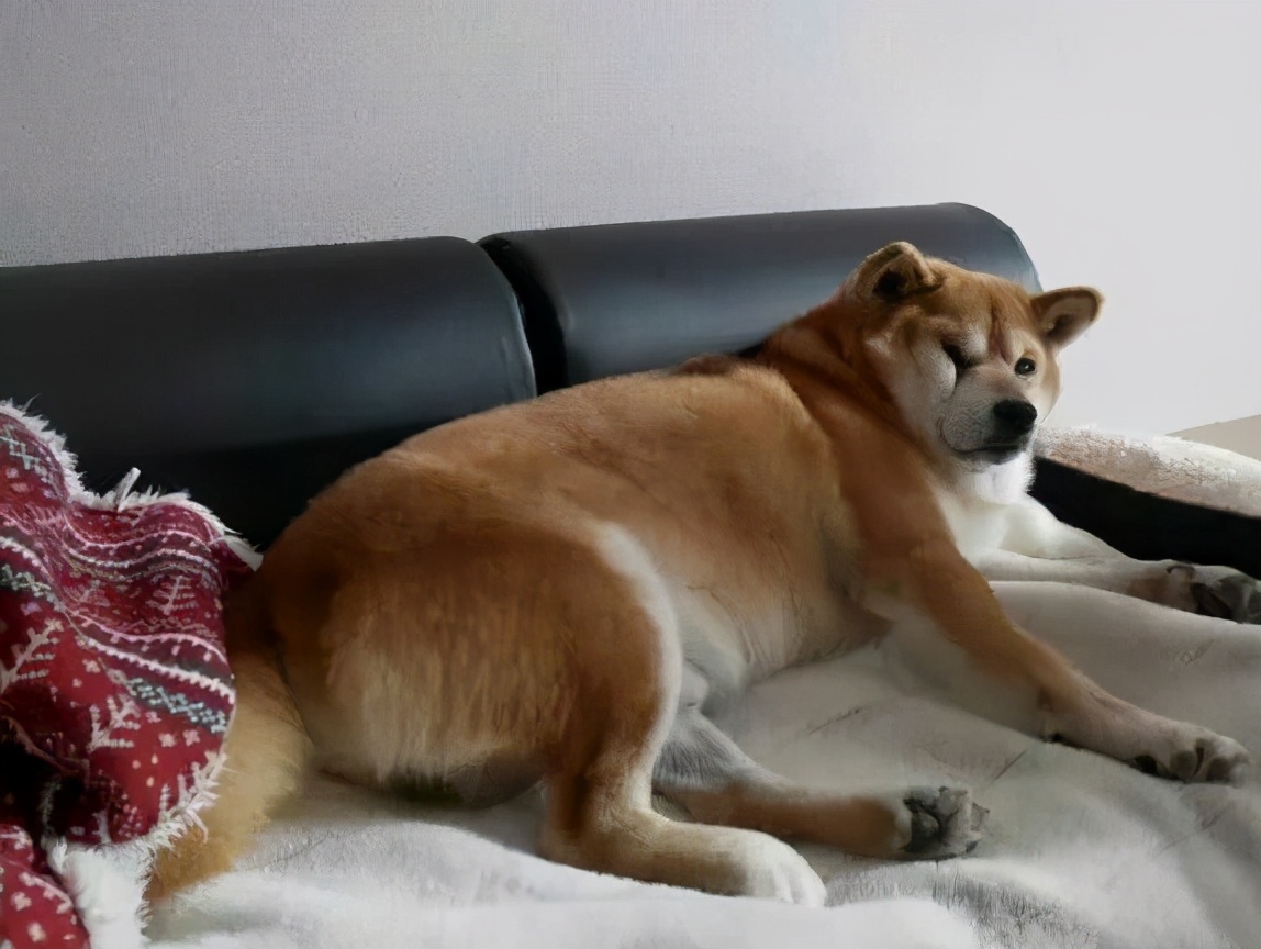 Shiba Inu Is Thin And Ugly How Can You Gain Weight Inews