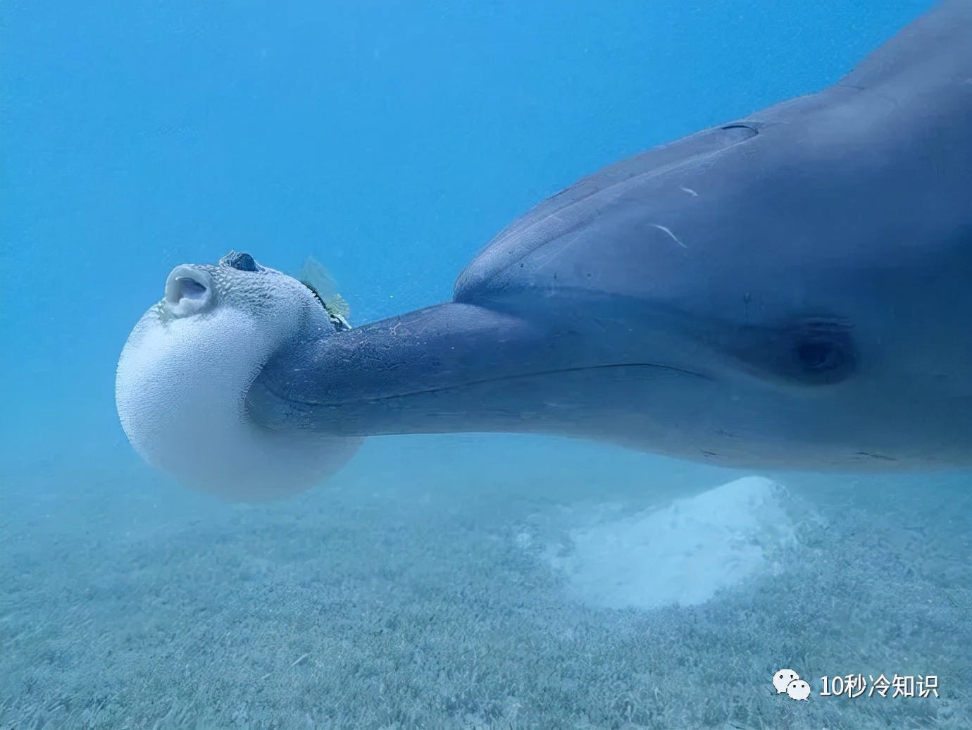 Will the bulging puffer fish explode if I pierce it with a needle? iMedia