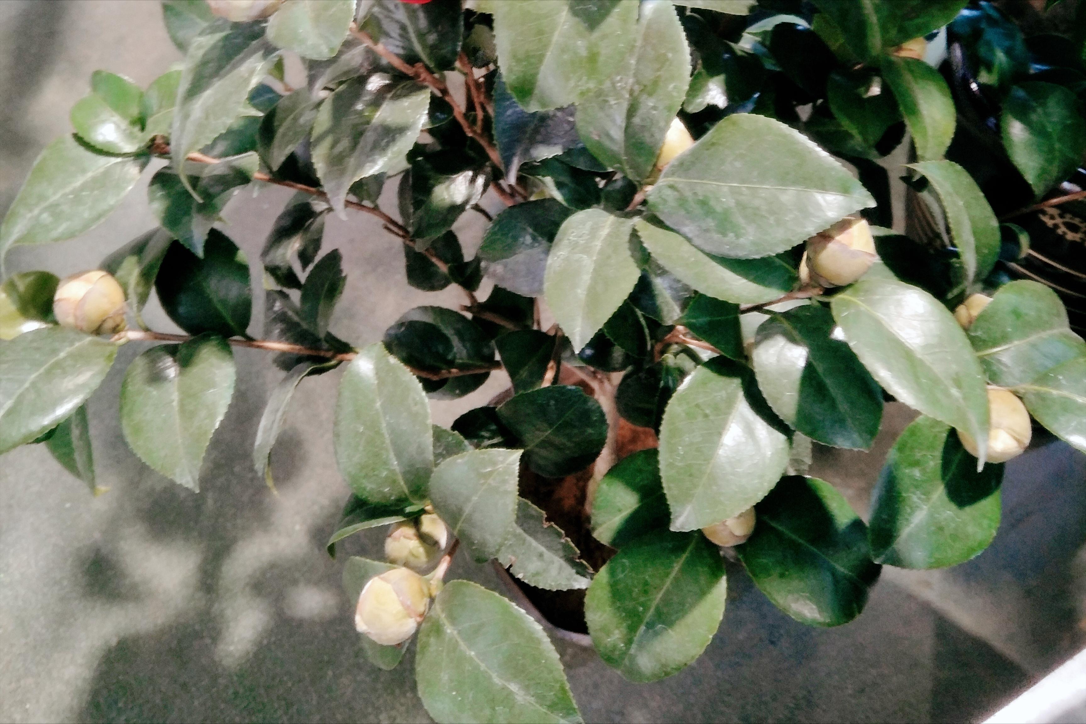 Camellia drops its buds just one week after buying it home?"Slow