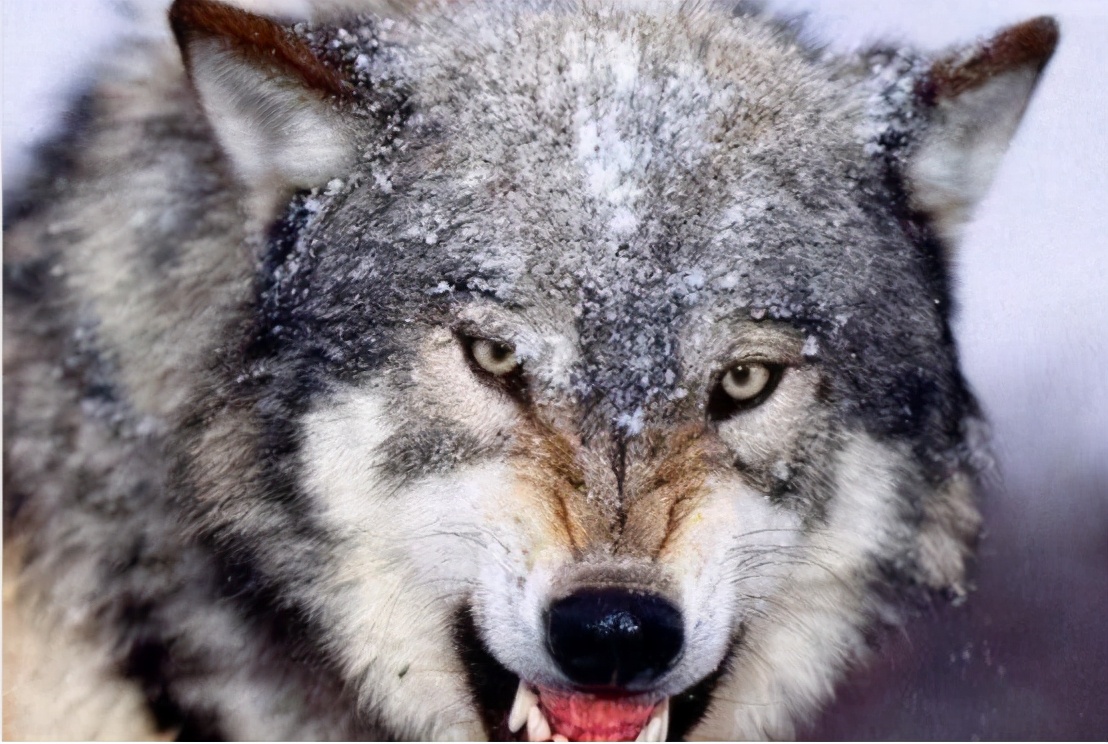 世界最強犬科動物 北美灰狼 身長兩米可以輕鬆幹掉藏獒 Mp頭條