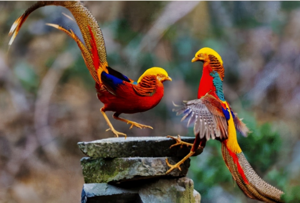 The national bird of Britain is the red-breasted robin and the national ...