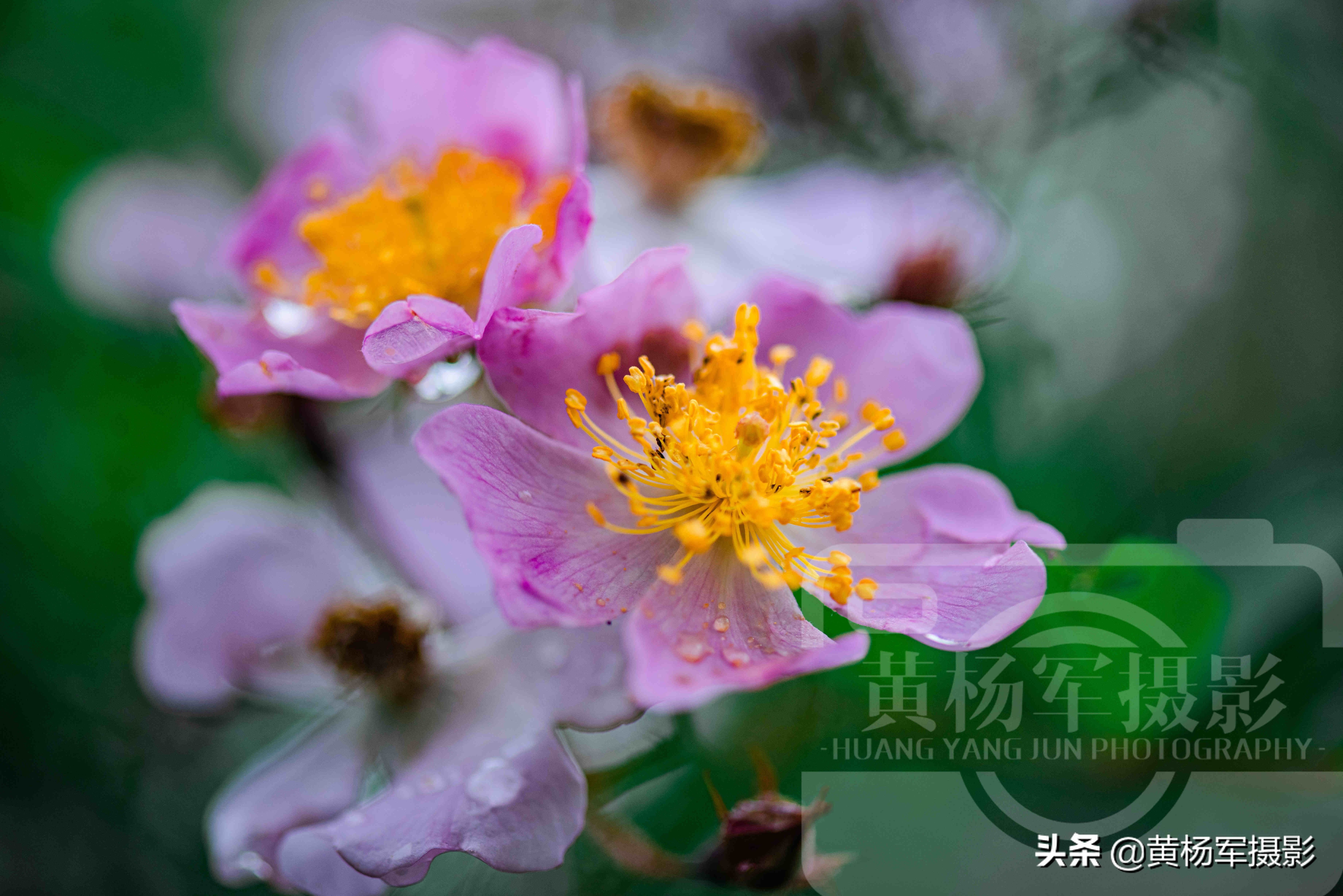 春雨中美麗盛開的野薔薇花 嫵媚多姿的花朵清新迷人 野花很好看 資訊咖