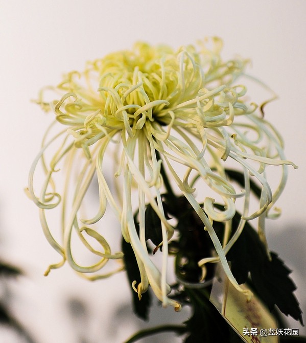 Chrysanthemums always grow tall and fall down as soon as they bloom