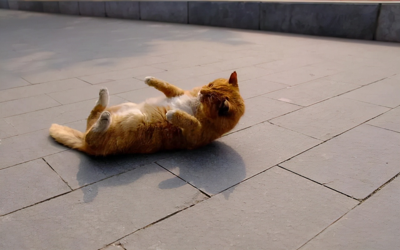 Why do female cats roll around after mating?Some even turn their heads