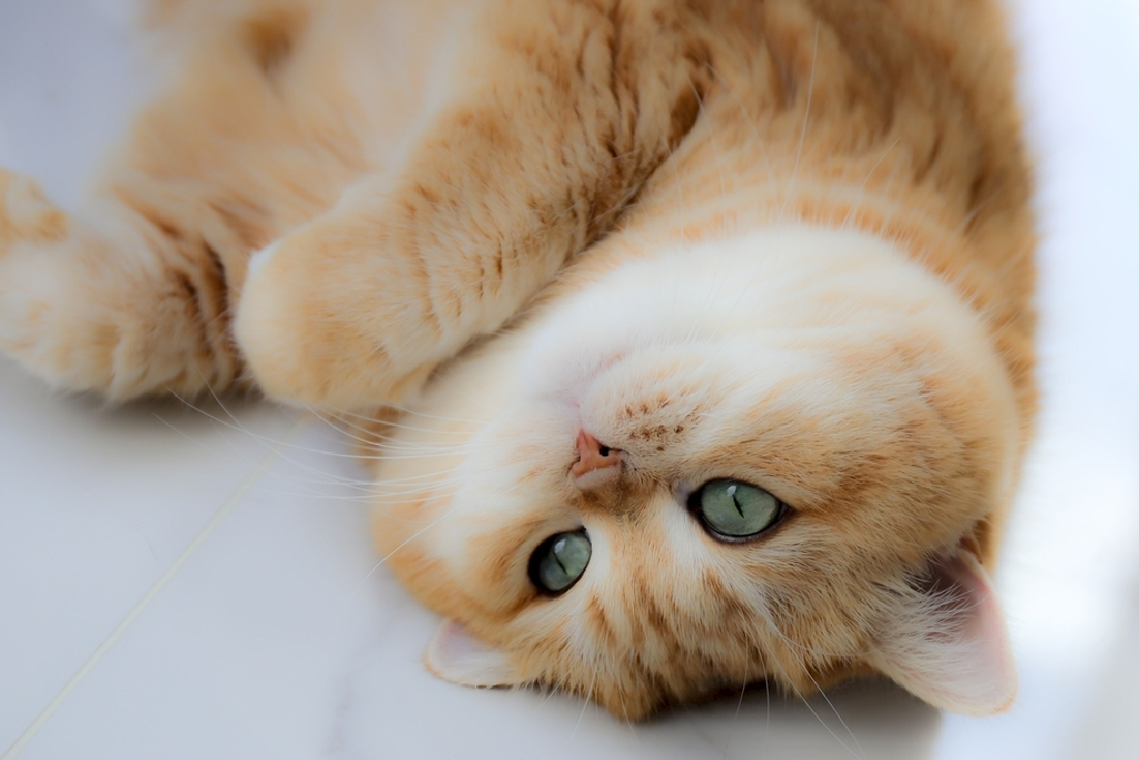 The efficacy and role of lecithin for cats, is it necessary for cats to