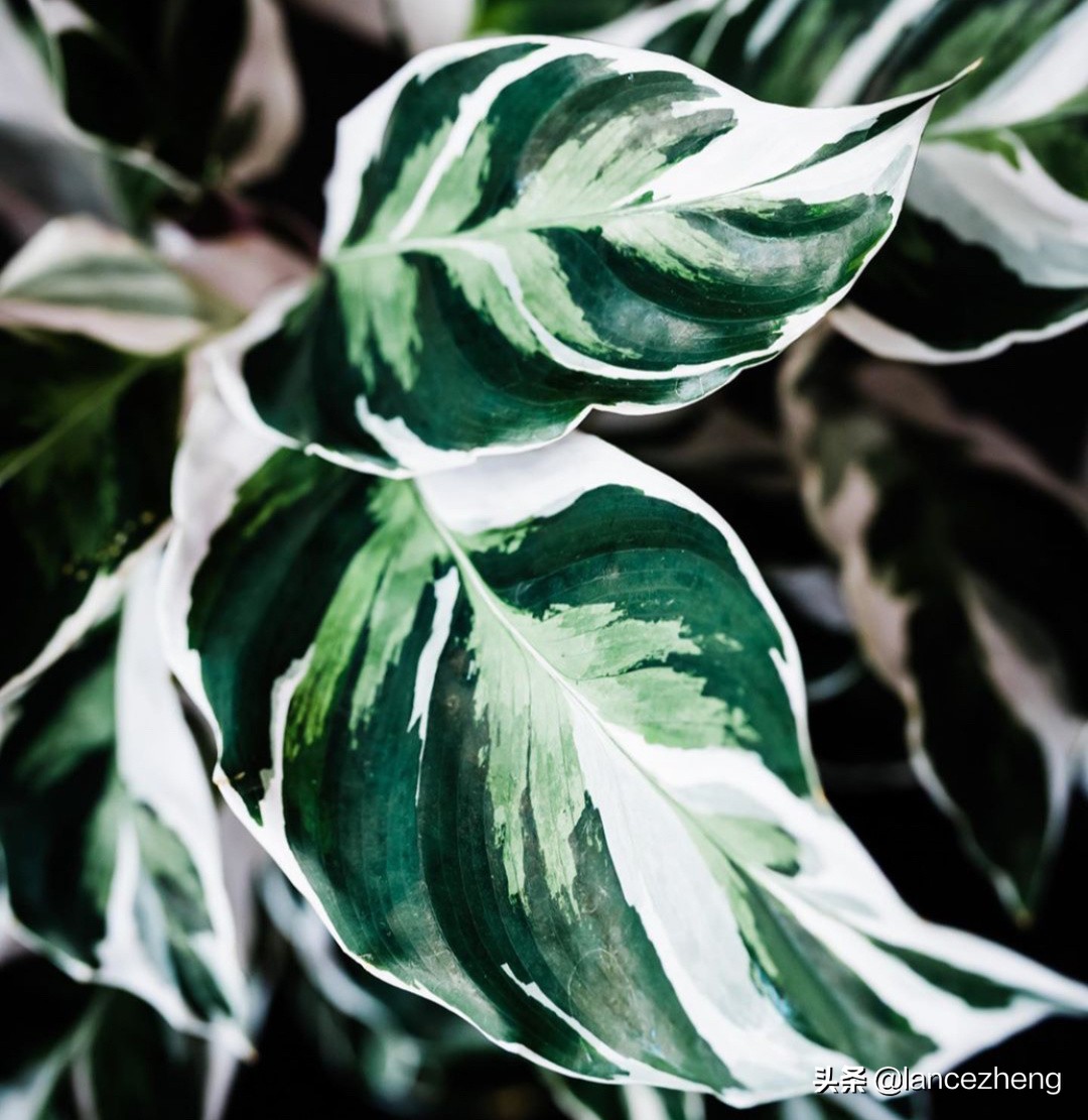 油画竹芋怎么养都焦边 快来看看问题出在哪里 资讯咖