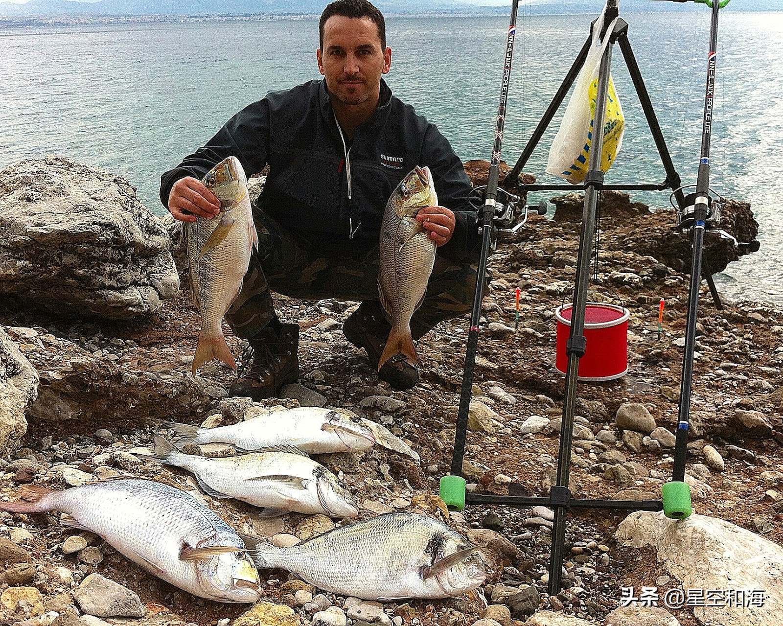 我吃的是哪种鱼 希腊的海鱼名称 资讯咖